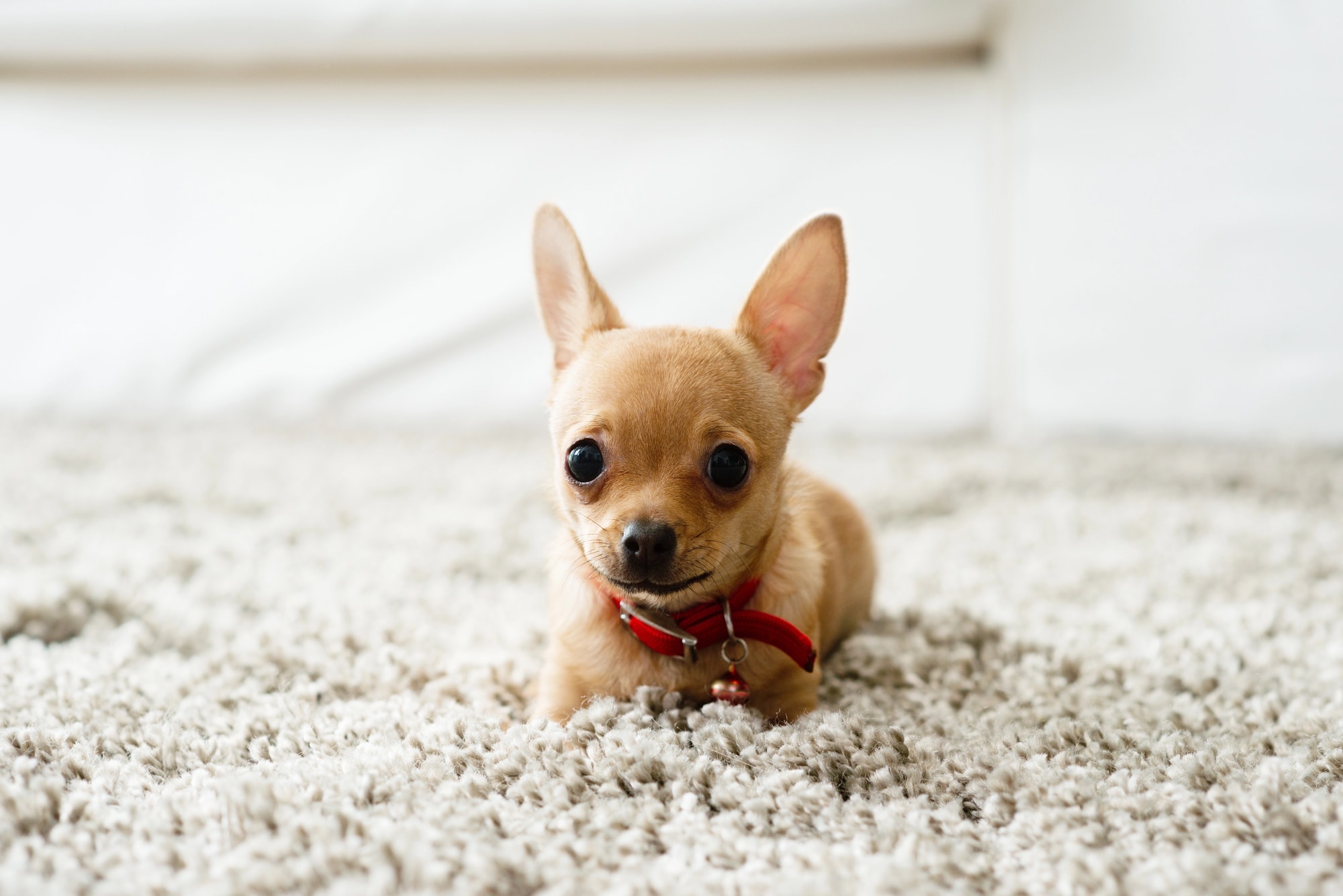 Pet resting on a clean Gulistan carpet